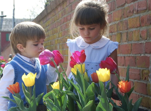 15th Annual Lewes Tulip Celebration